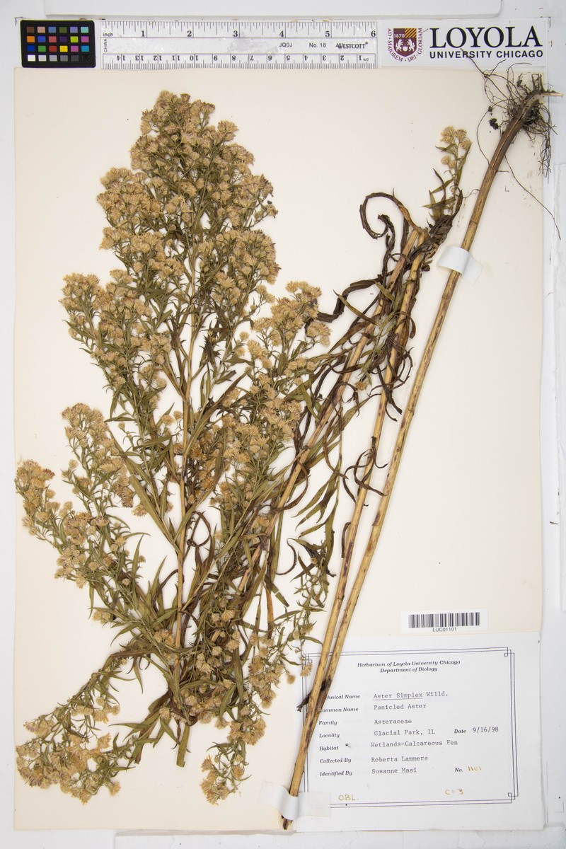 Aster pseudosimplex photo 5