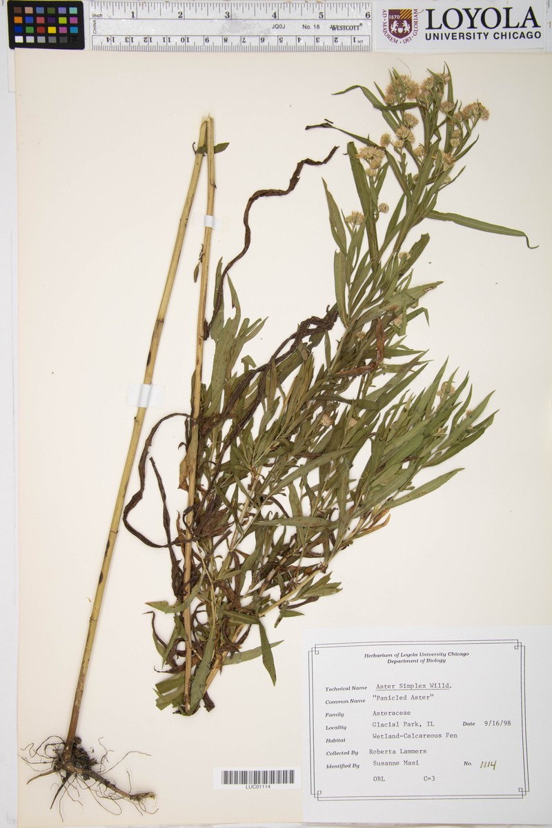 Aster pseudosimplex photo 6