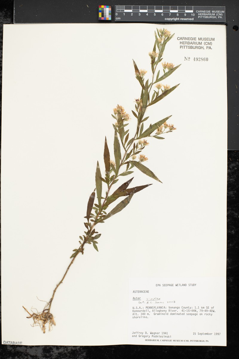 Aster pseudosimplex photo 7