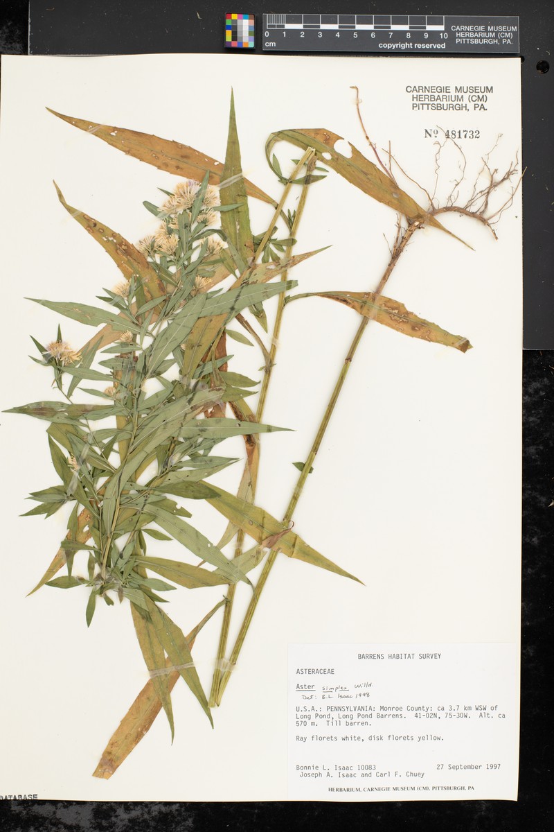 Aster pseudosimplex photo 8