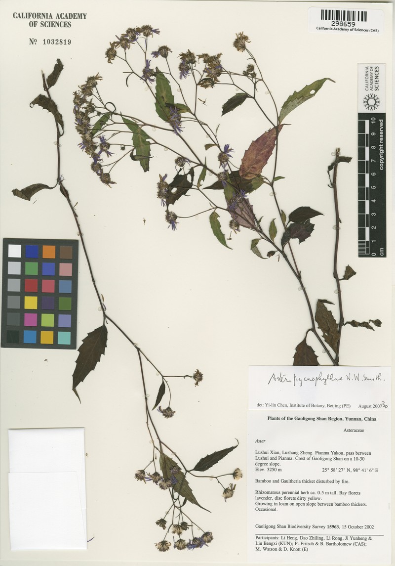 Aster pycnophyllus