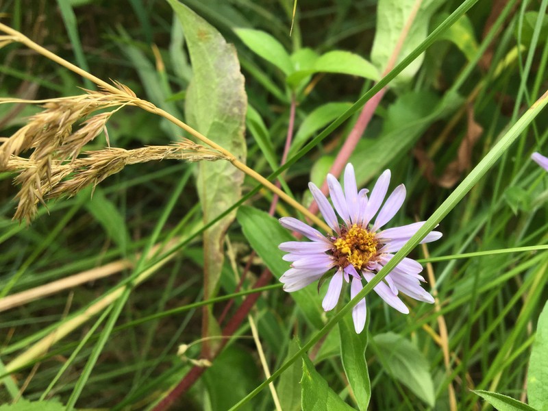 Aster pyrenaeus