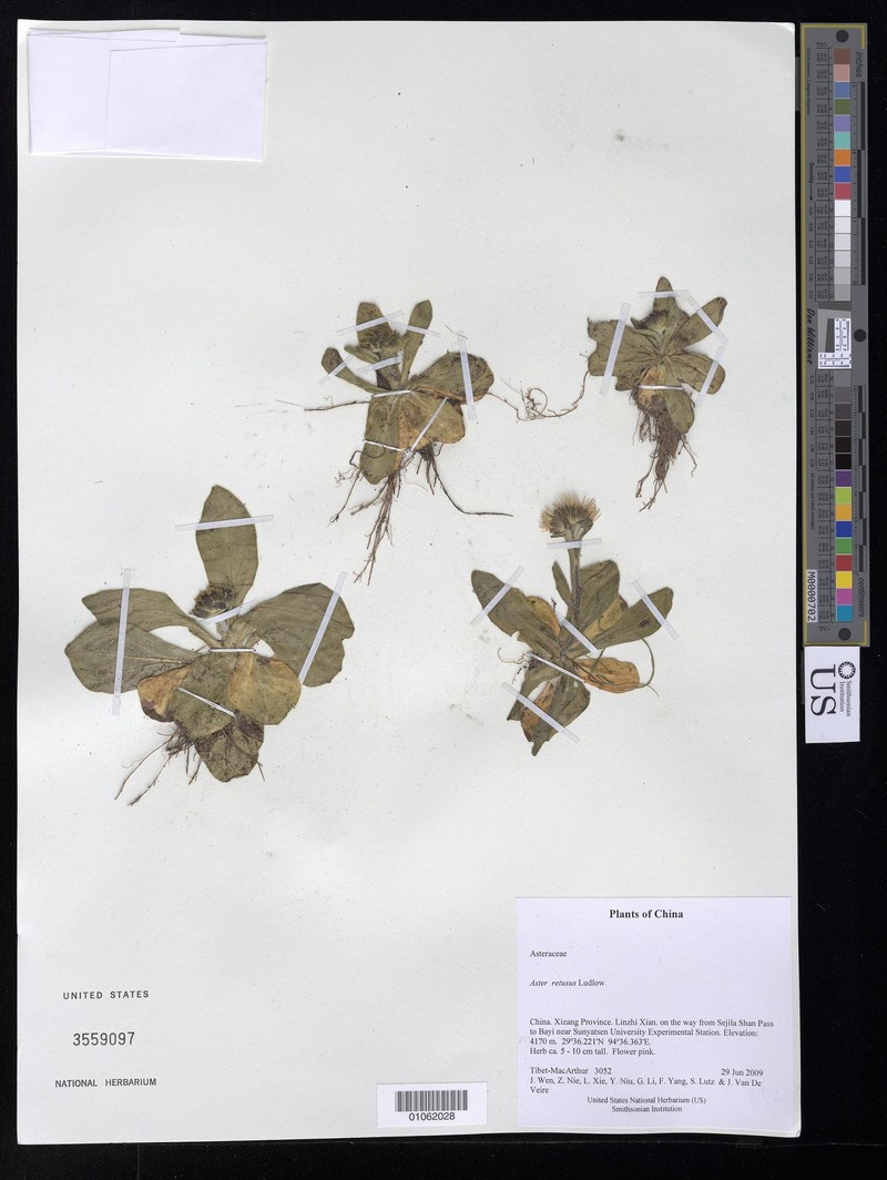 Aster retusus