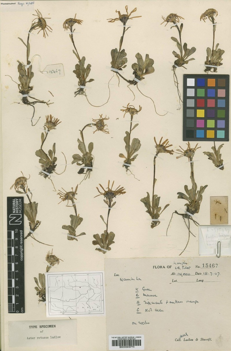 Aster retusus photo 2