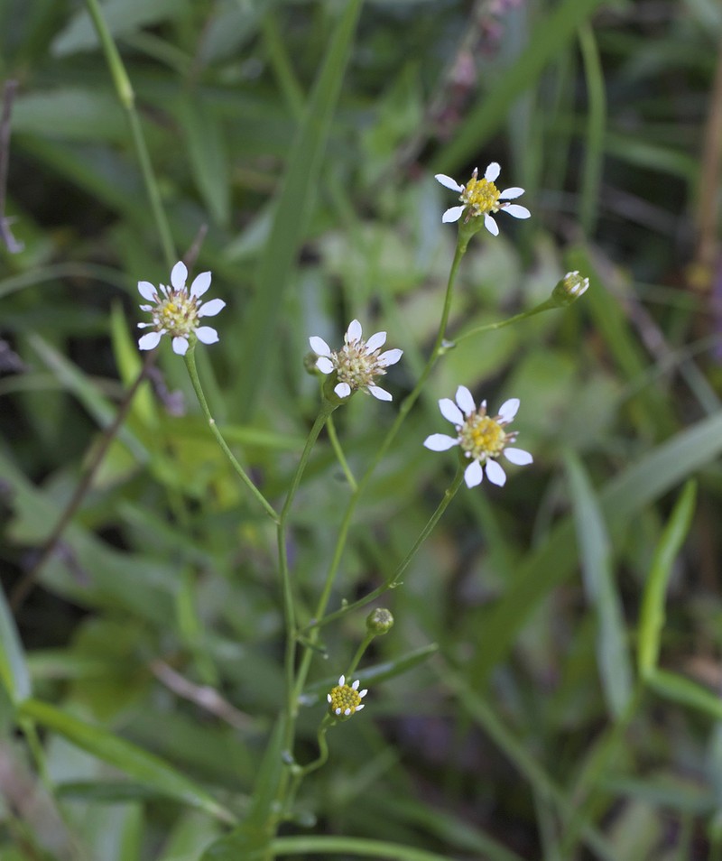 Aster rugulosus