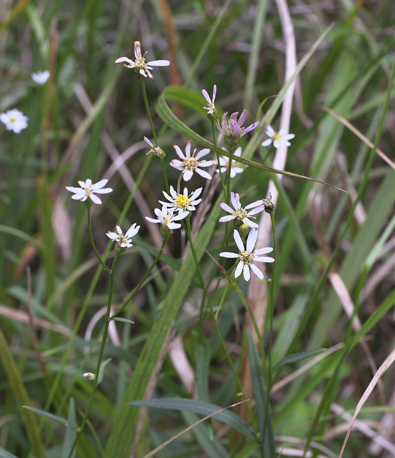 Aster rugulosus photo 2