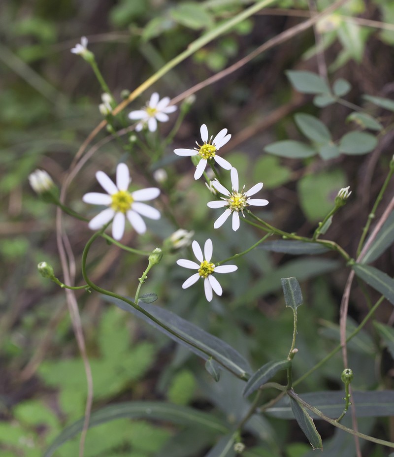 Aster rugulosus photo 3