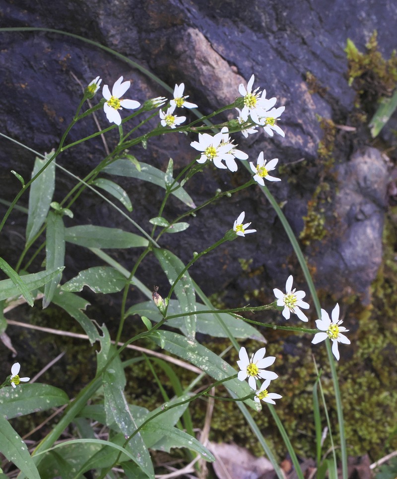 Aster rugulosus photo 4