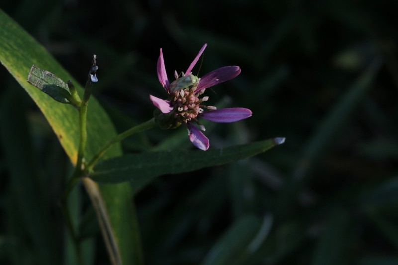 Aster rugulosus photo 5