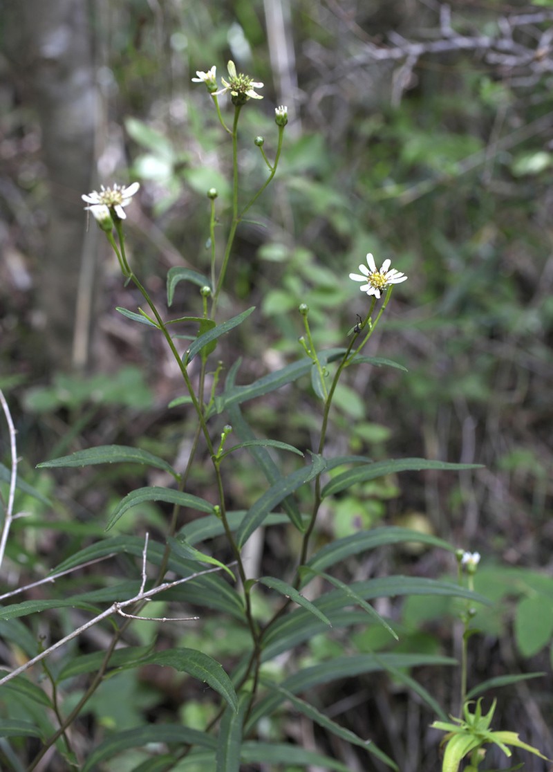 Aster rugulosus photo 6