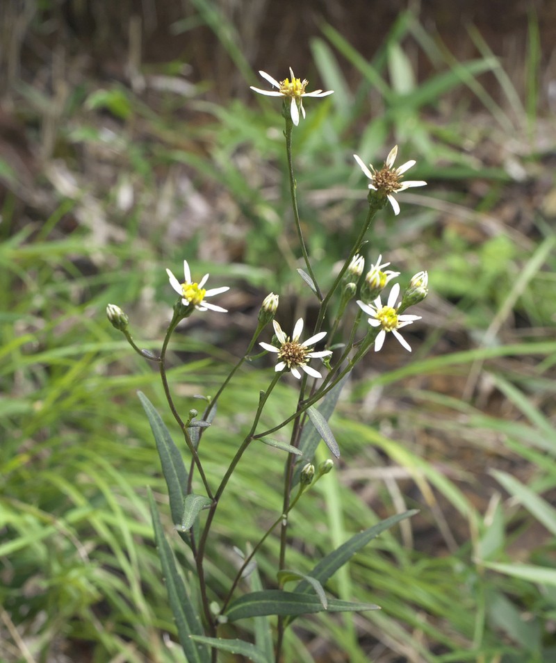 Aster rugulosus photo 7