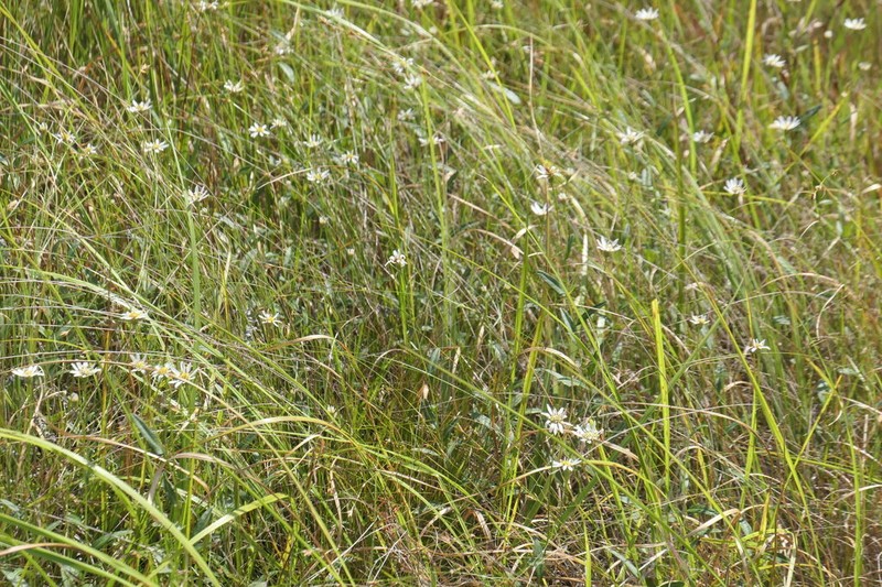 Aster rugulosus photo 8