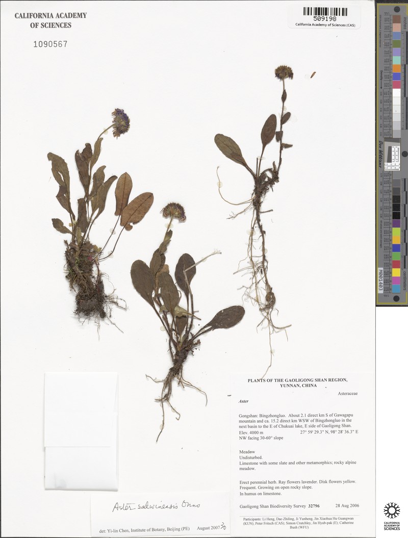 Aster salwinensis