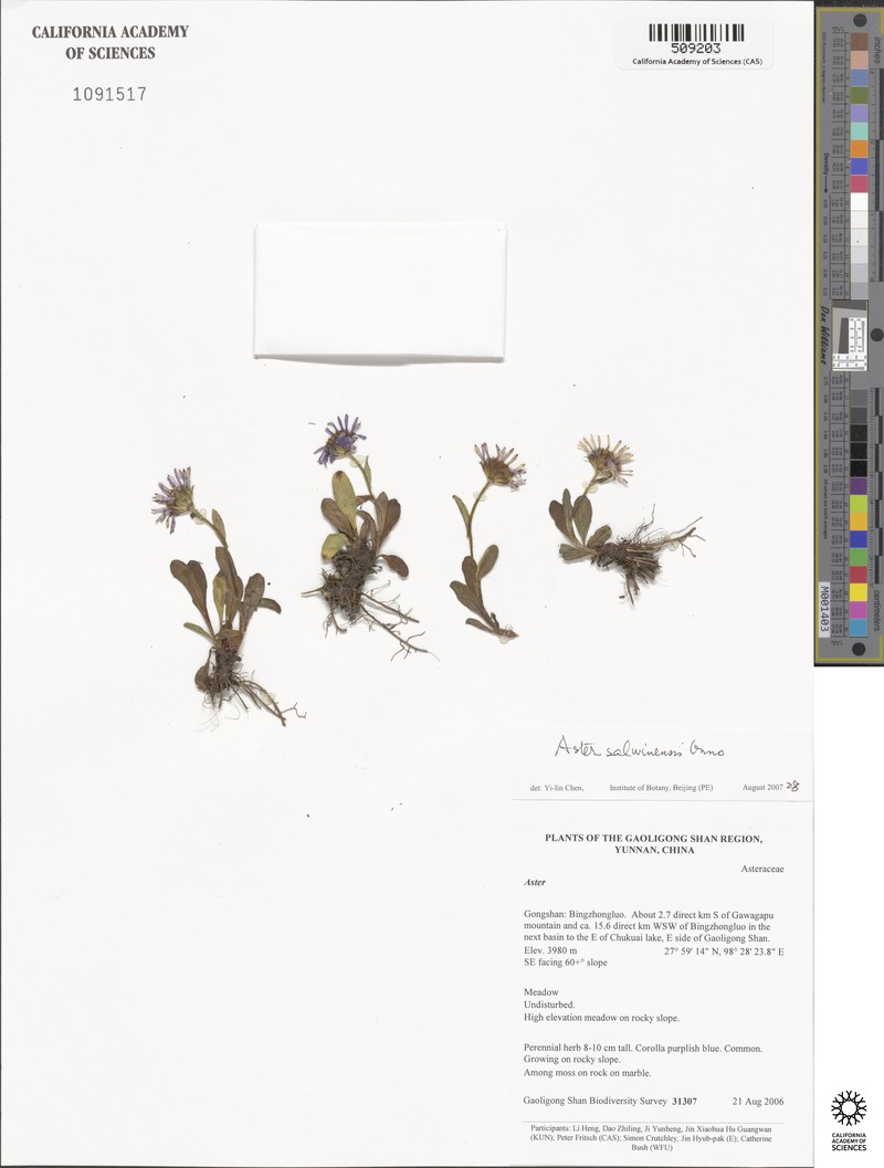 Aster salwinensis photo 2