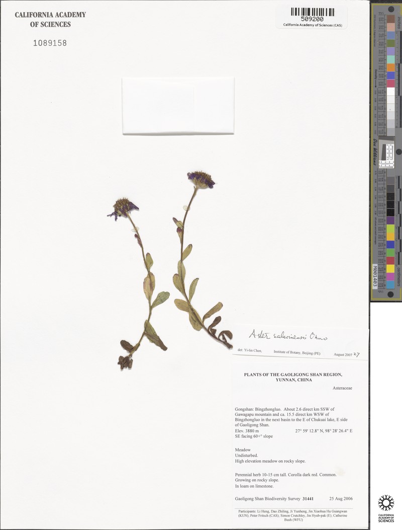 Aster salwinensis photo 3
