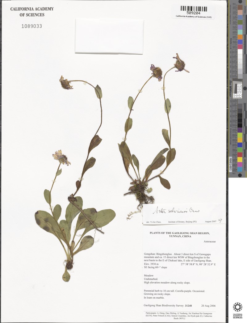 Aster salwinensis photo 4