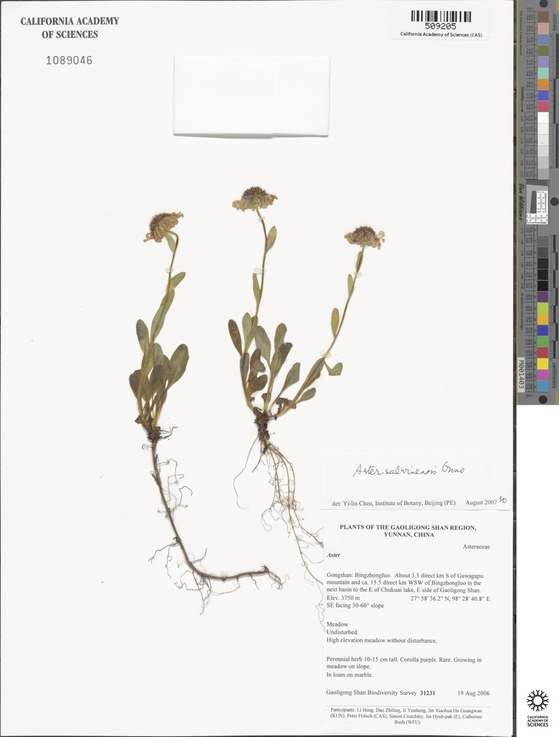 Aster salwinensis photo 5