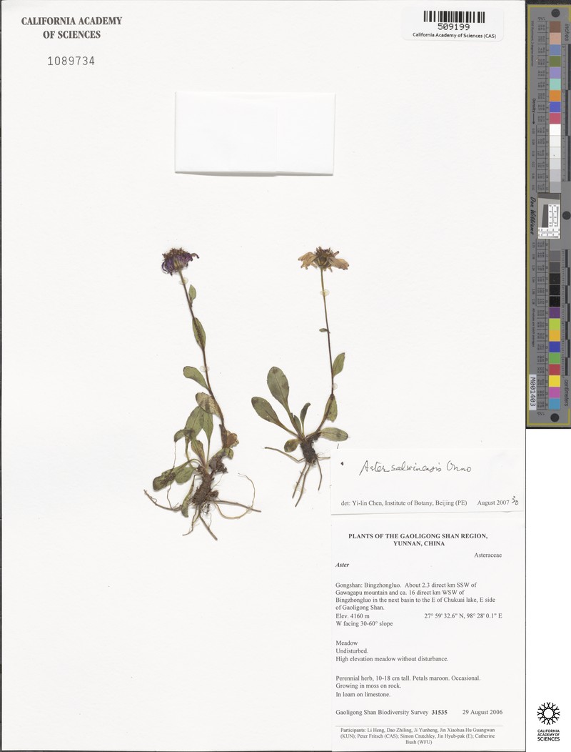 Aster salwinensis photo 6