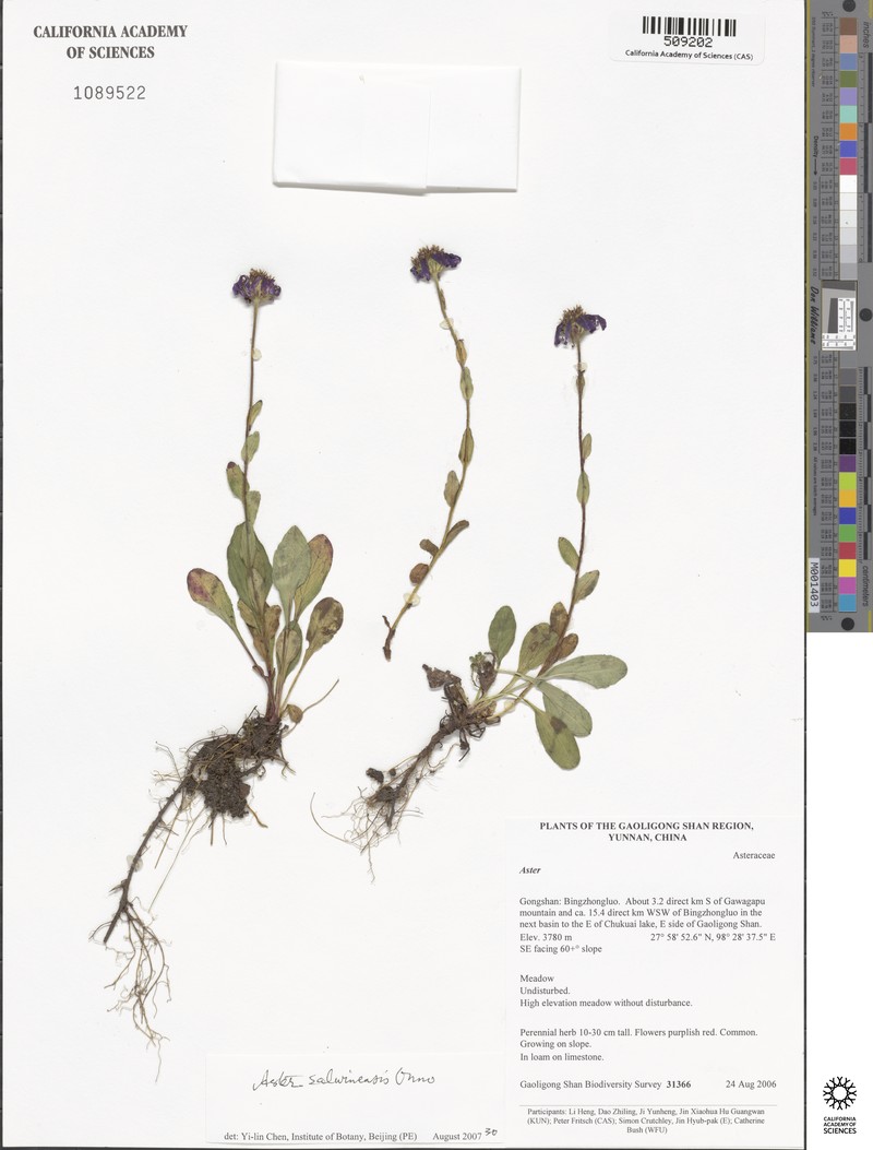 Aster salwinensis photo 7
