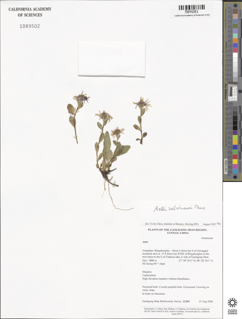 Aster salwinensis photo 8