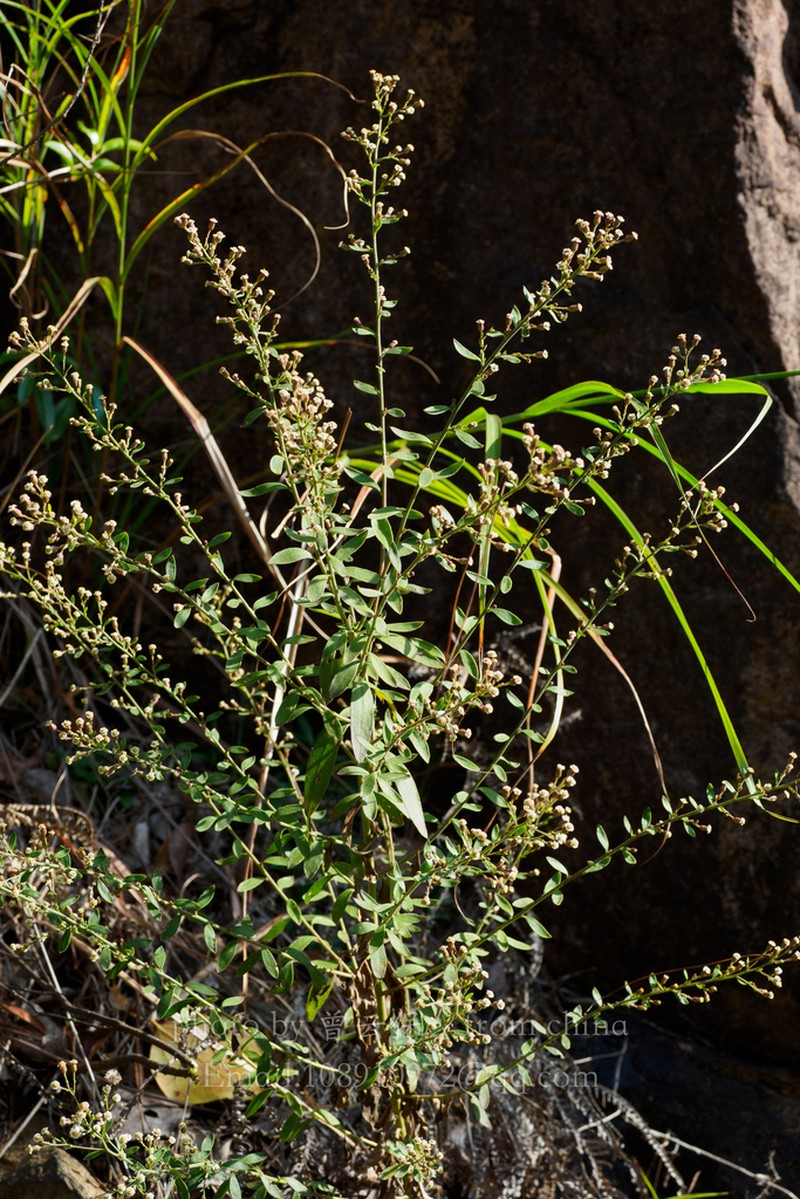 Aster sampsonii
