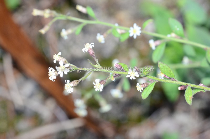 Aster sampsonii photo 2