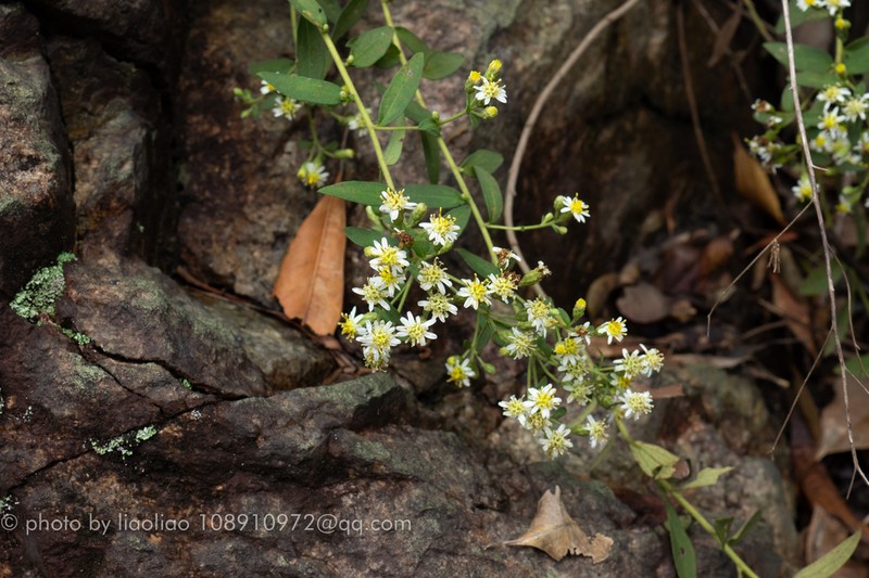 Aster sampsonii photo 3