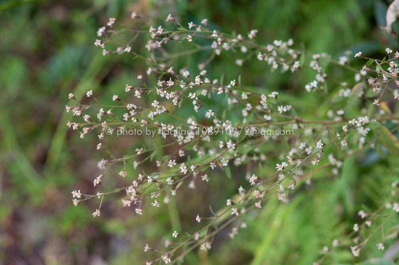 Aster sampsonii photo 4