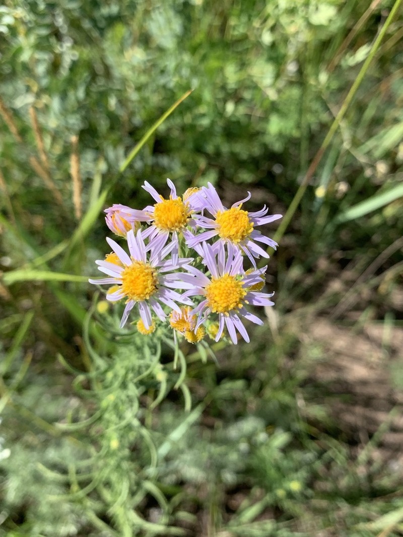 Aster sanczirii