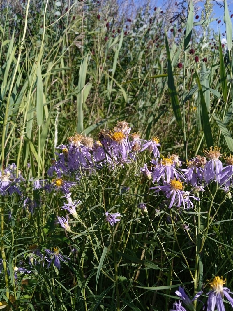 Aster sanczirii photo 2