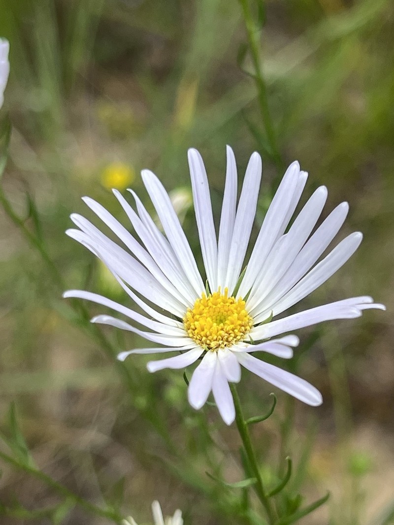 Aster sanczirii photo 3