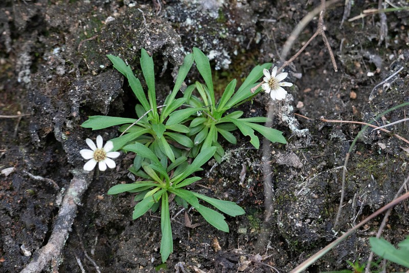 Aster sanqingshanicus
