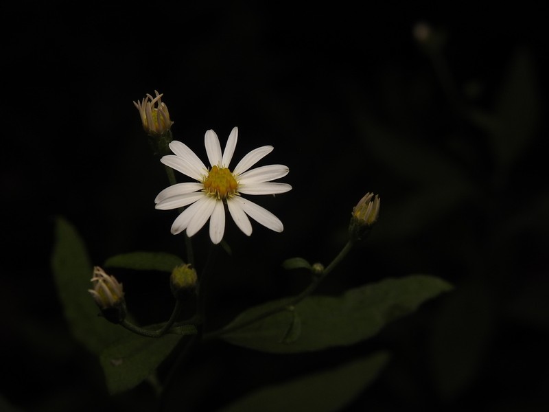 Aster satsumensis