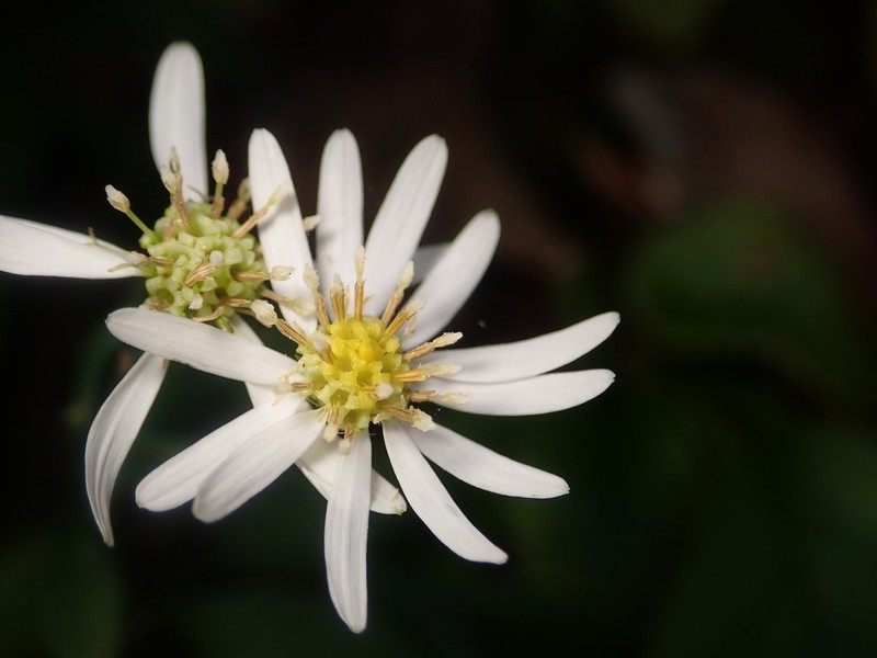 Aster satsumensis photo 3