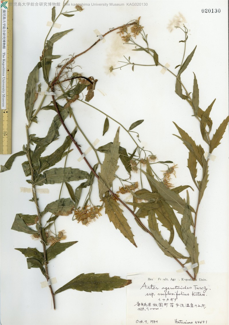 Aster satsumensis photo 4