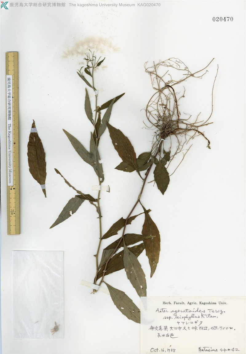Aster satsumensis photo 5