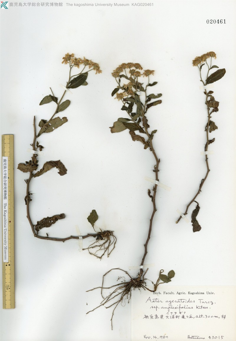 Aster satsumensis photo 6