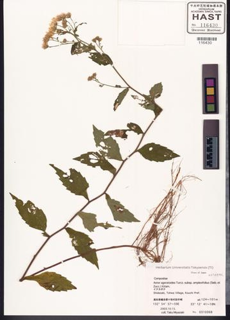 Aster satsumensis