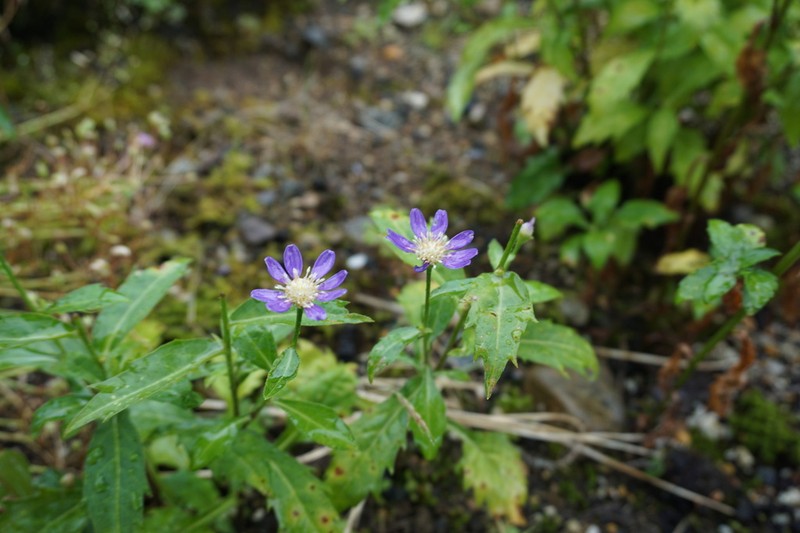 Aster savatieri photo 2