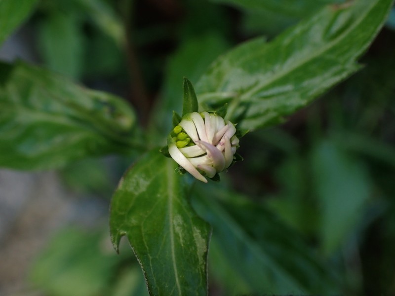 Aster savatieri photo 3