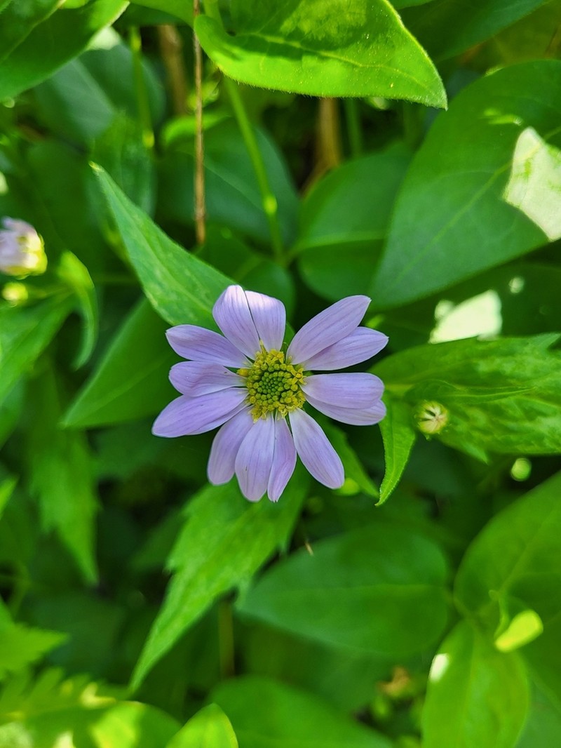 Aster savatieri photo 4