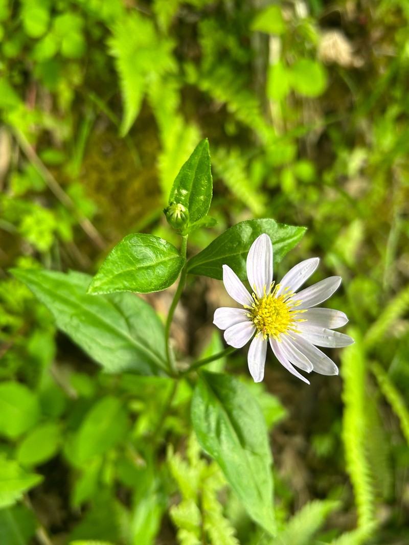 Aster savatieri photo 5