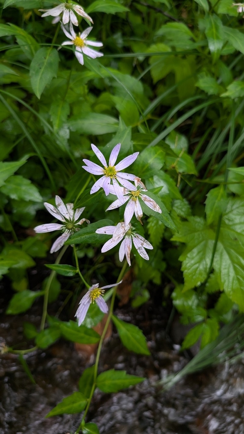Aster savatieri photo 6