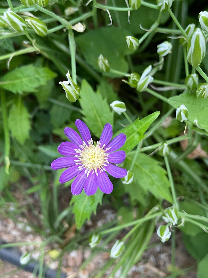 Aster savatieri photo 7