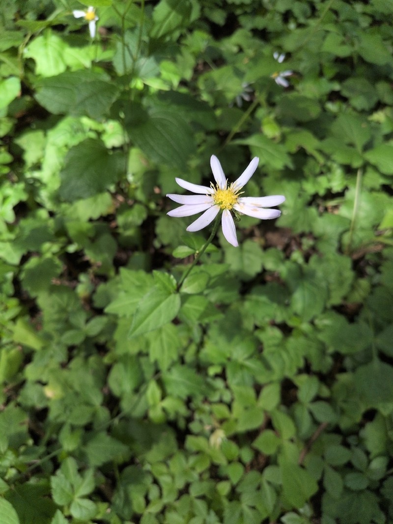 Aster savatieri photo 8