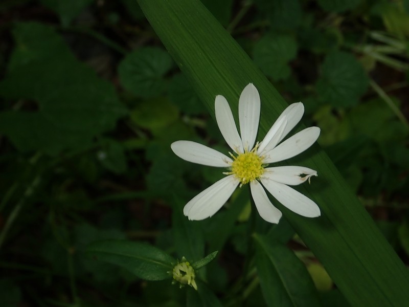 Aster savatieri