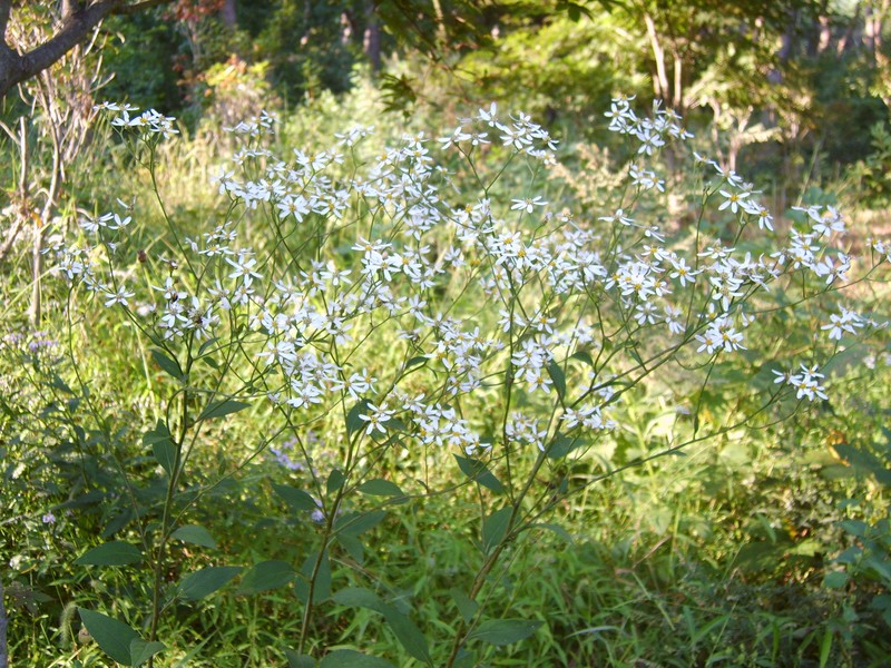 Doellingeria scabra