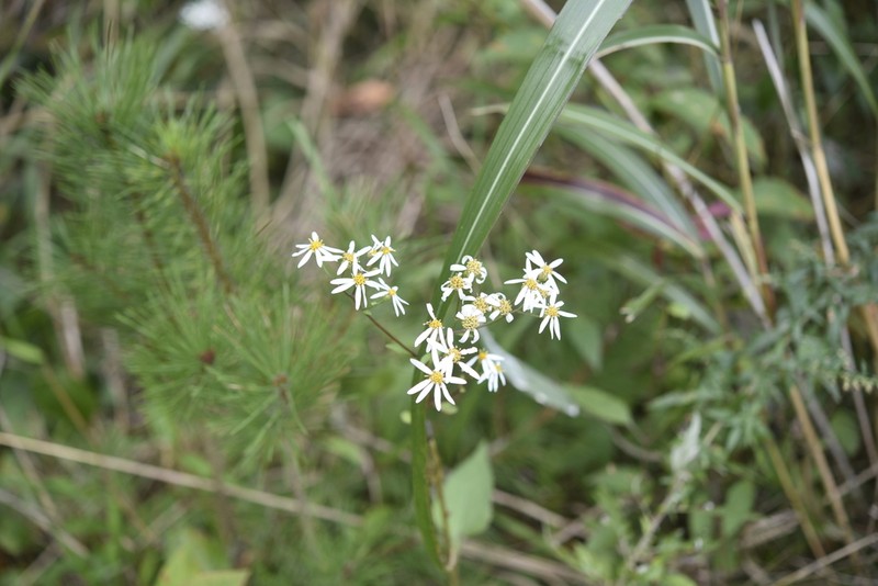 Doellingeria scabra photo 3