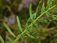 Aster sedifolius