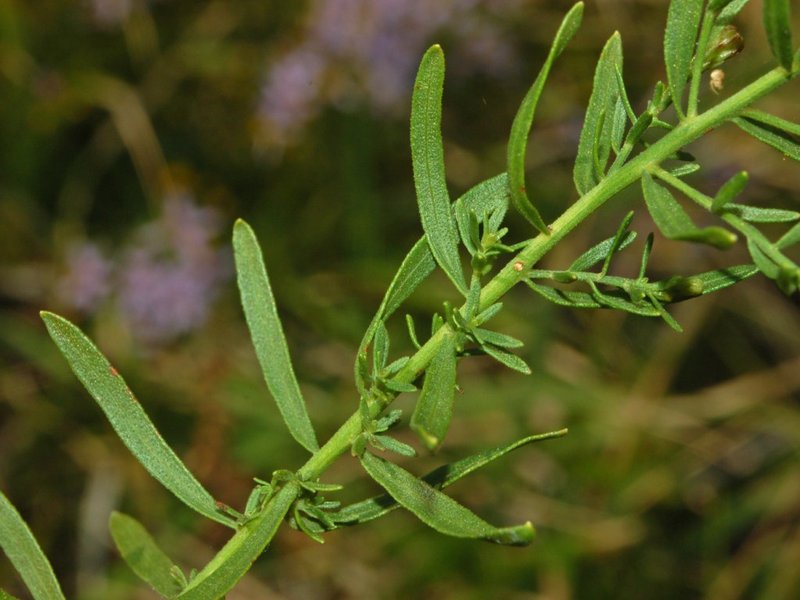 Aster sedifolius